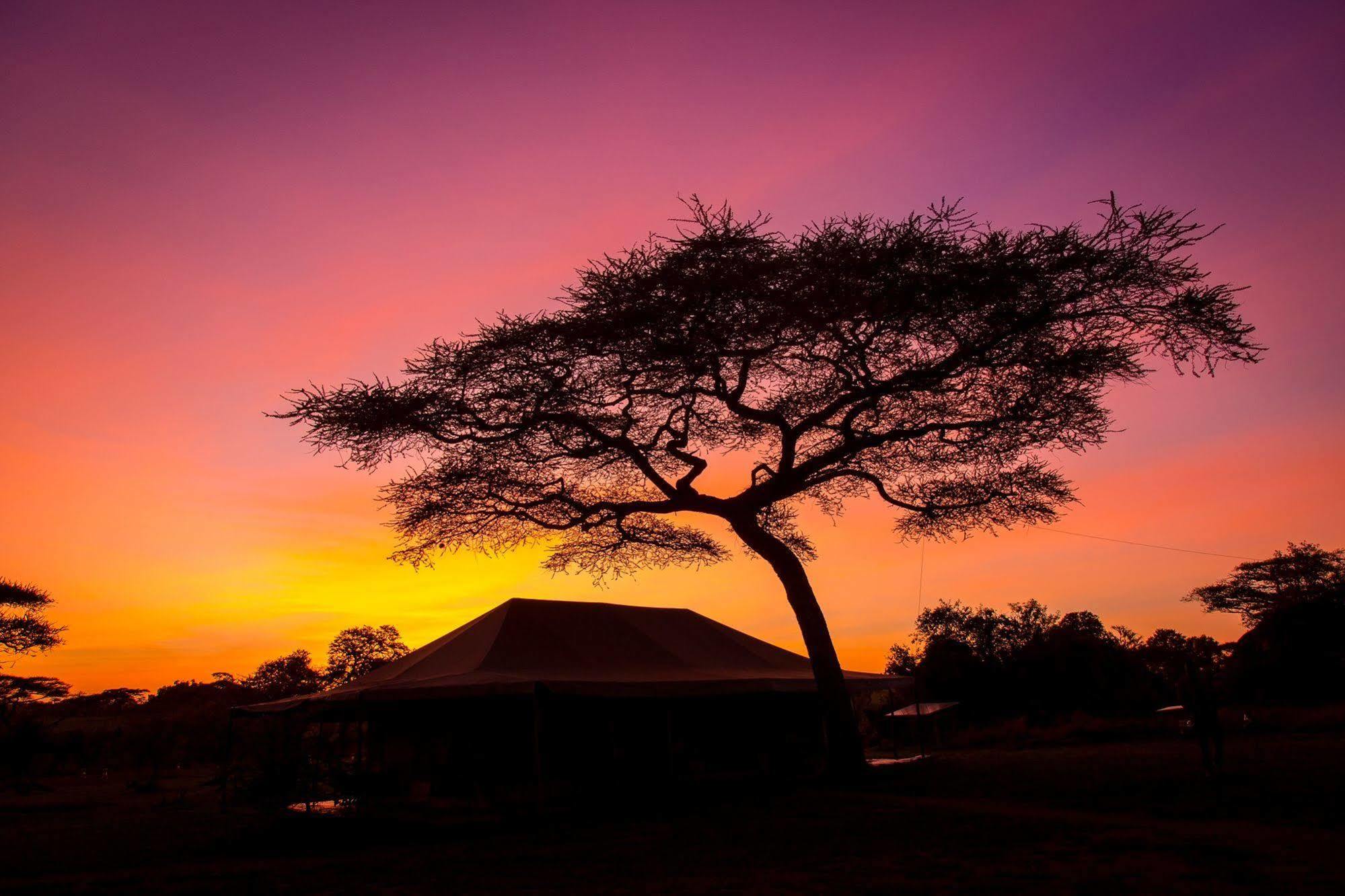 Kisura Serengeti Camp Hotell Soronera Eksteriør bilde